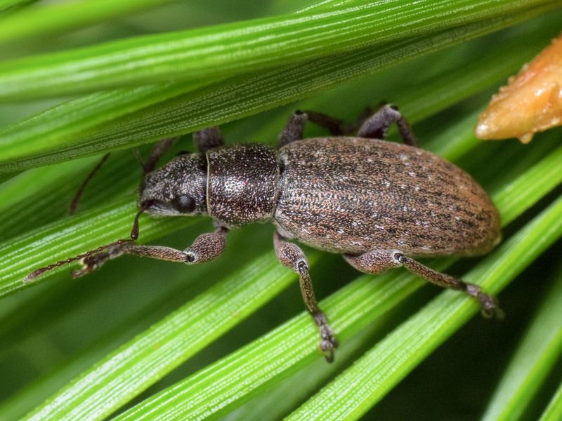 Brachyderes incanus (Linnaeus, 1758)